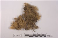 藏品(絨蘚)的圖片